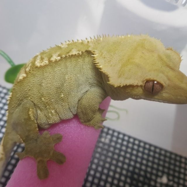 100%헷아잔틱 플레임 다크 블랙 챠콜