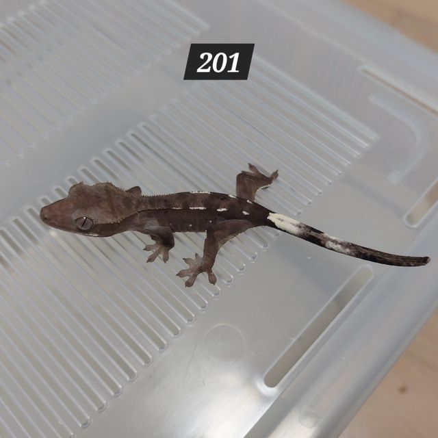 아잔틱