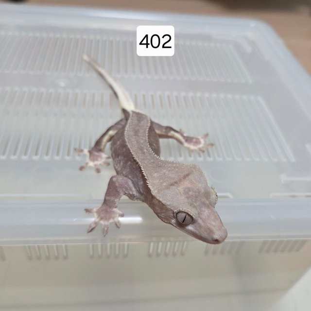 릴잔틱 아잔틱 팬텀