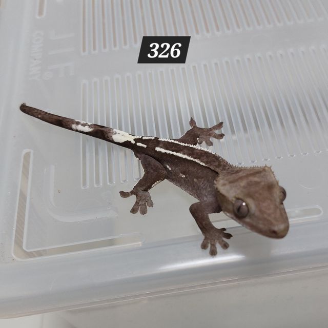 아잔틱