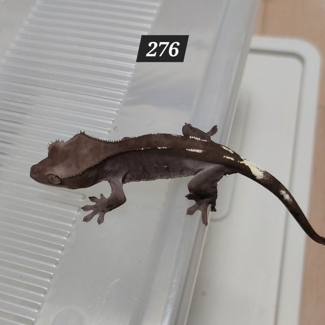 아잔틱