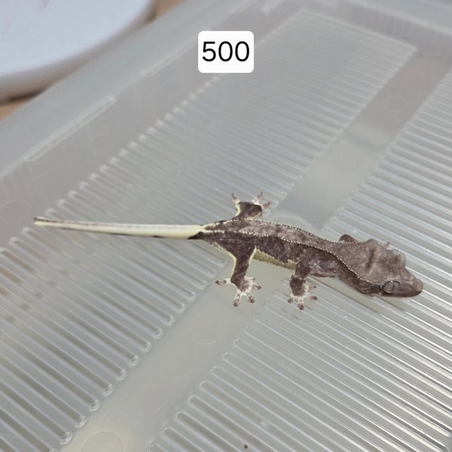 릴잔틱 아잔틱 팬텀