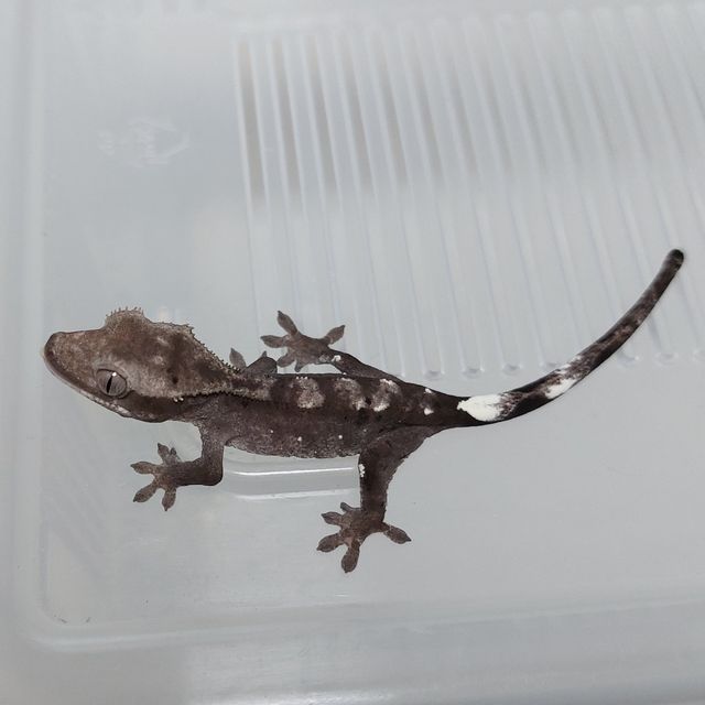 아잔틱