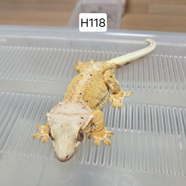 릴리100%헷아잔틱 팬텀 옐로우 달마시안