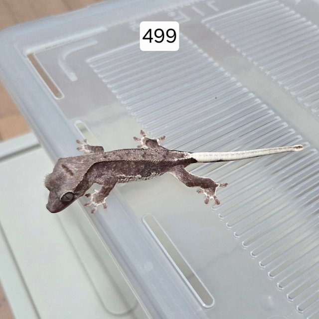 릴잔틱 아잔틱 팬텀