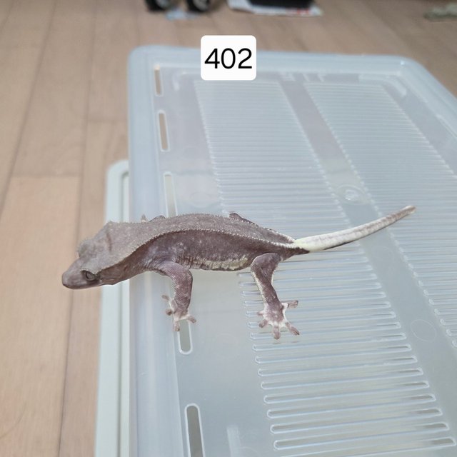 릴잔틱 아잔틱 팬텀