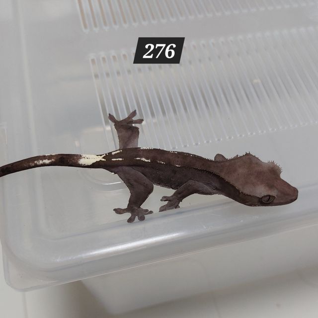 아잔틱