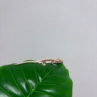 릴리화이트 풀핀