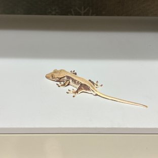 릴리화이트 풀핀 화이트