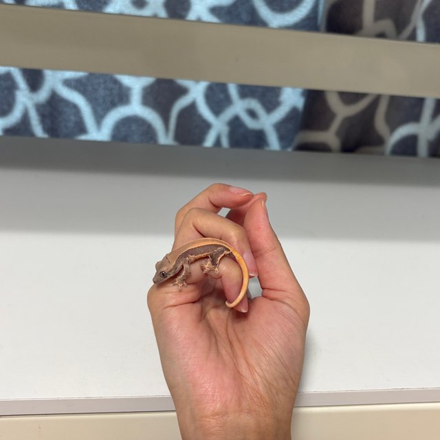 솔리드백 릴리화이트