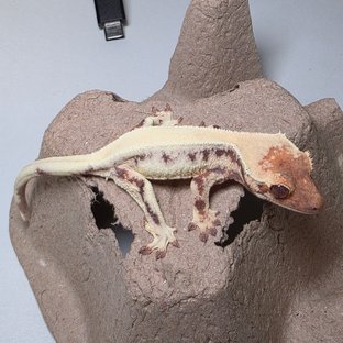 릴리 세이블 솔리드백