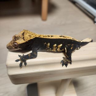 크루