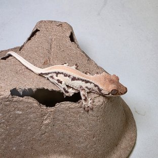 릴리 세이블 솔리드백