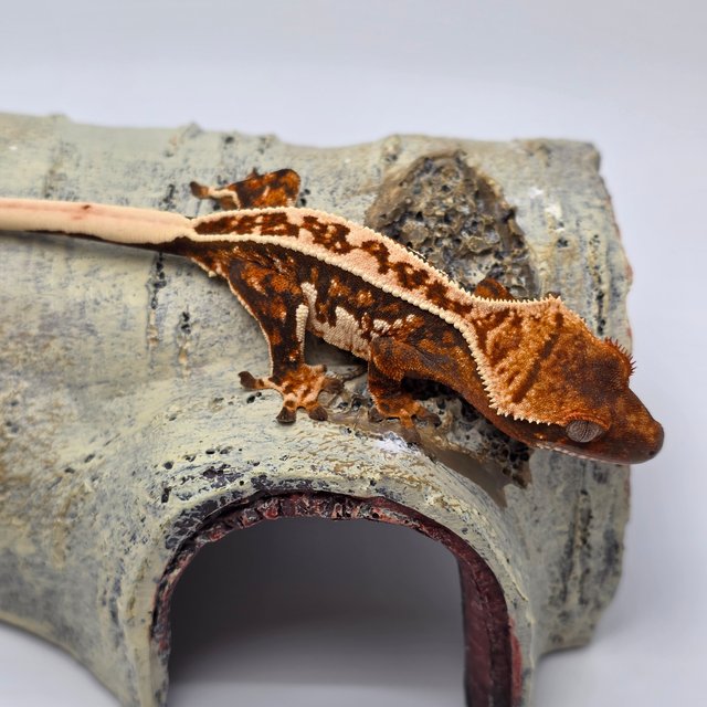 노멀 풀핀 트라이