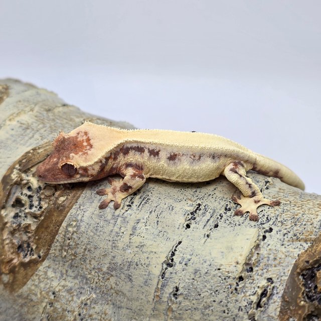 릴리 세이블 솔리드백