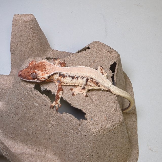 릴리 세이블 솔리드백