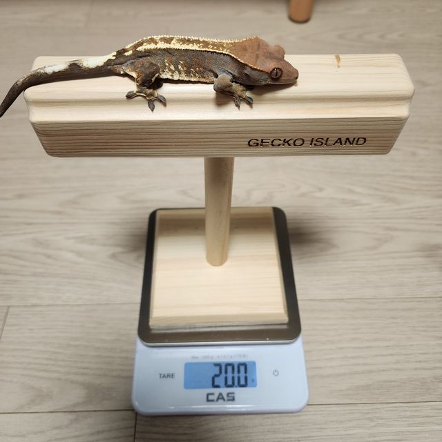 카푸치노