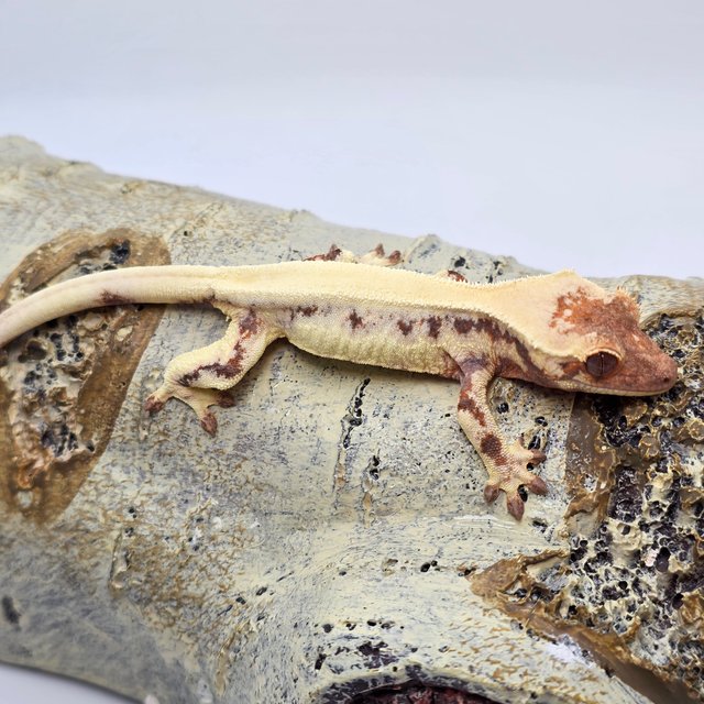 릴리 세이블 솔리드백