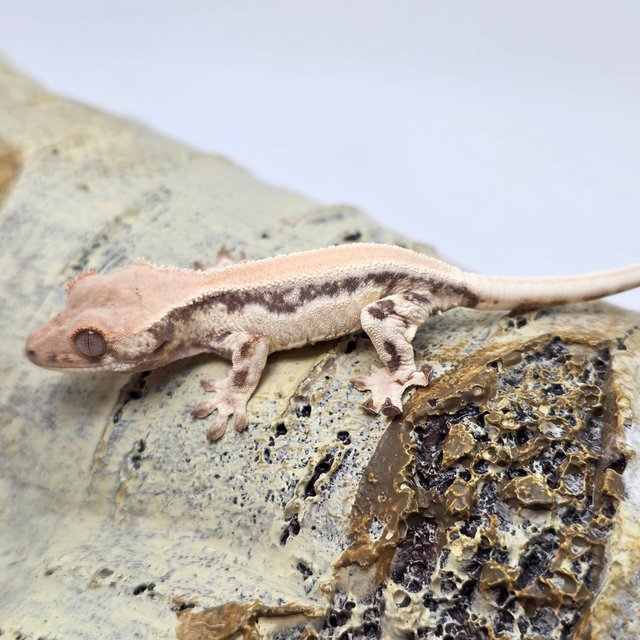 릴리 세이블 솔리드백