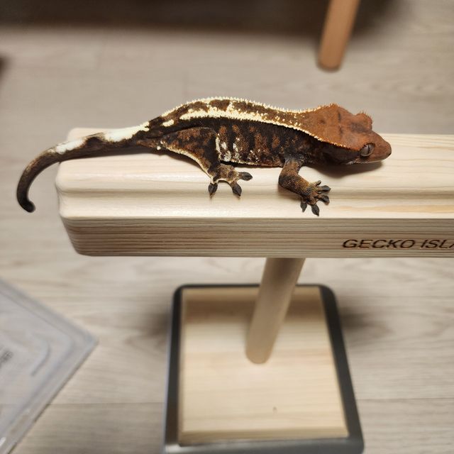 카푸치노