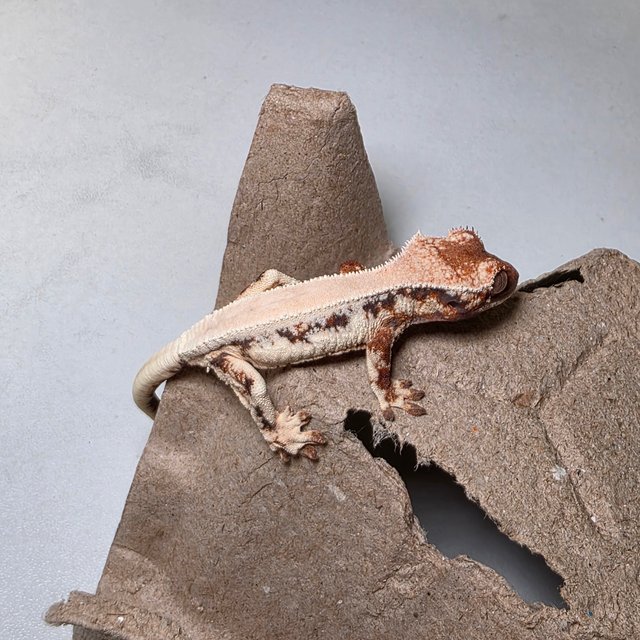 릴리 세이블 솔리드백