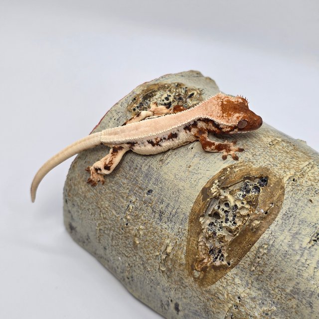 릴리 세이블 솔리드백