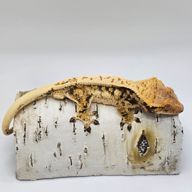 노멀 핀스트라이프 화이트