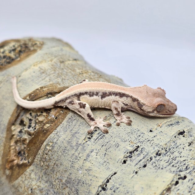 릴리 세이블 솔리드백