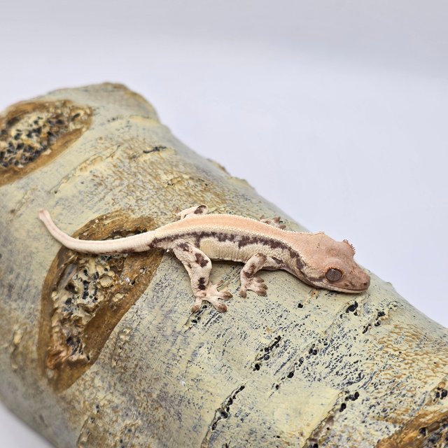 릴리 세이블 솔리드백