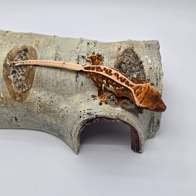 노멀 풀핀 트라이