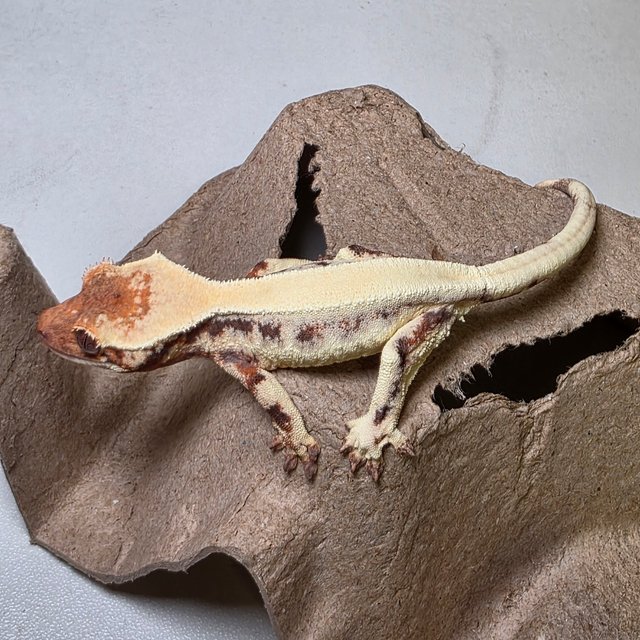 릴리 세이블 솔리드백