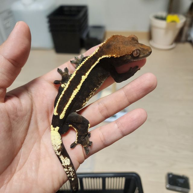 카푸치노