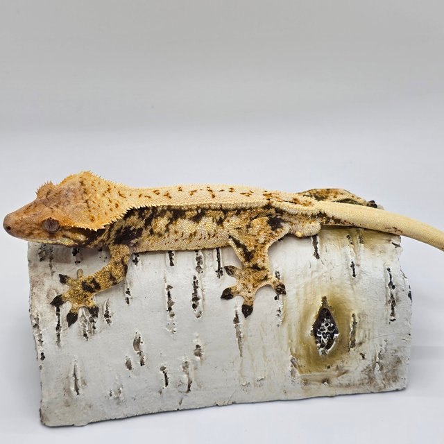 노멀 핀스트라이프 화이트