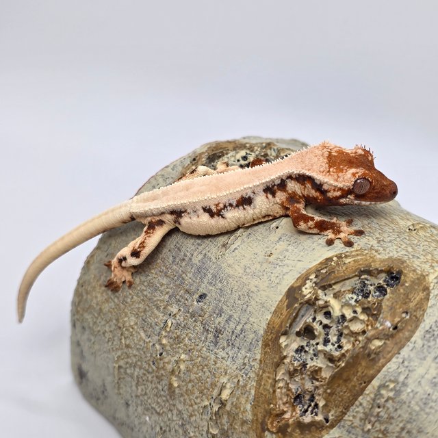 릴리 세이블 솔리드백