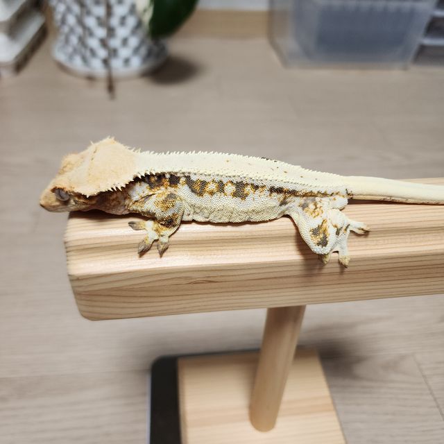 릴리화이트