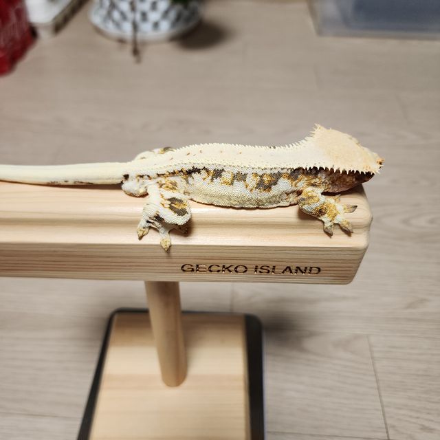 릴리화이트