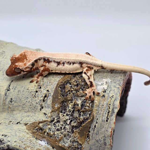 릴리 세이블 솔리드백