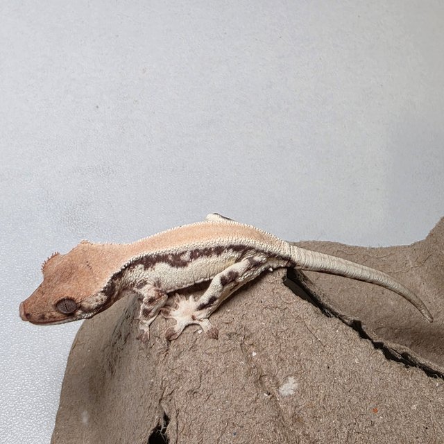 릴리 세이블 솔리드백