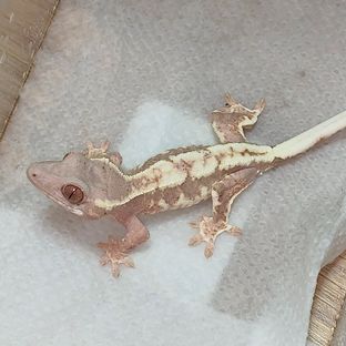 프라푸치노