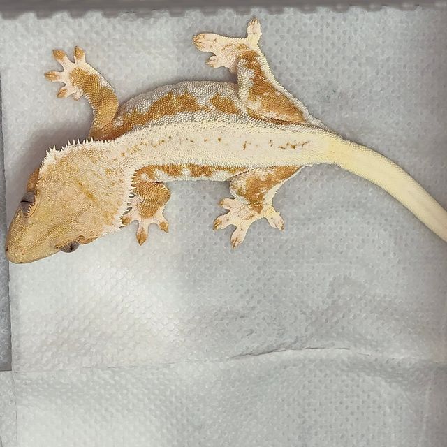옐로우 릴리화이트
