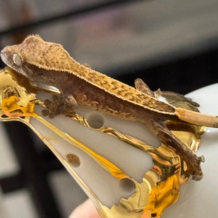 노멀 핀스트라이프 풀핀