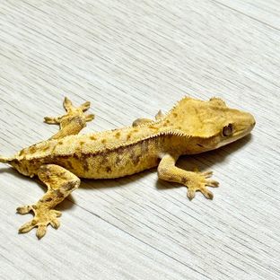 노멀 트라이 익스트림할리퀸 옐로우