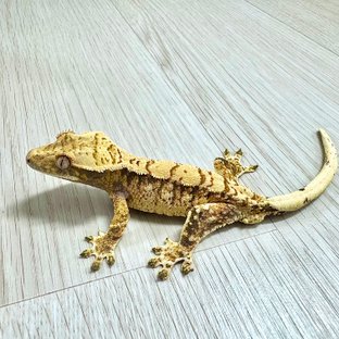 노멀 트라이 익스트림할리퀸