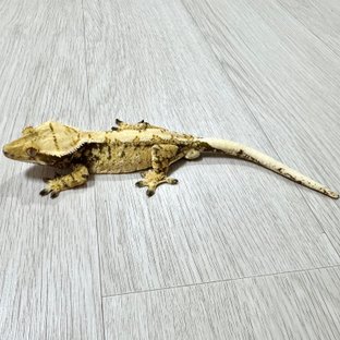 노멀 화이트 드리피