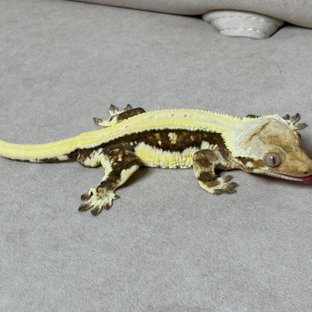 릴리화이트 트라이