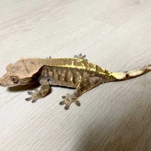 카푸치노