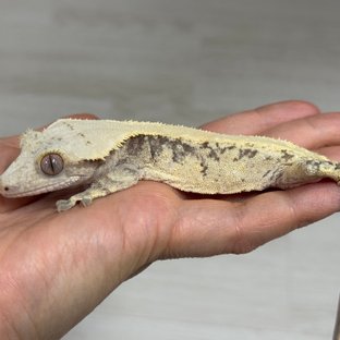 노멀 솔리드백 트라이