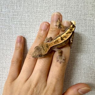 세이블 텐저린