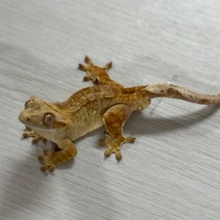 노멀 스트로베리