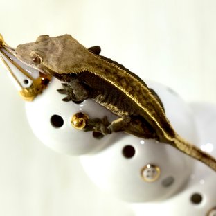 노멀 핀스트라이프